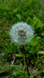 Close-up of dandelion flower