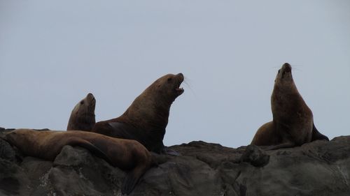 Low angle view of seals on the stone rock  against clear sky