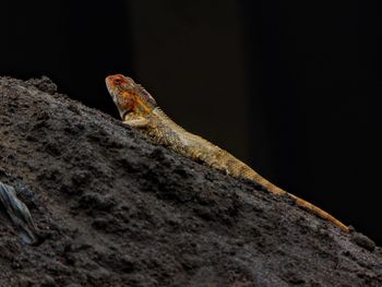 Close-up of a lizard on rock