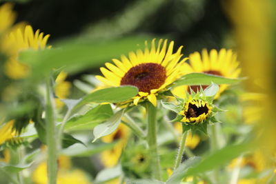 Close-up of yellow flowering plant