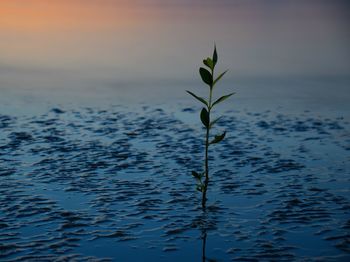 Close-up of plant against sea during sunset