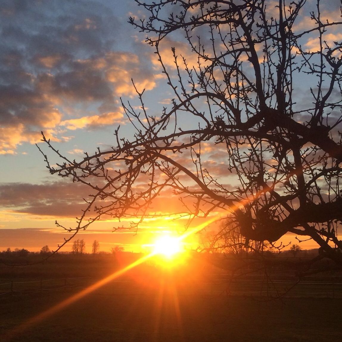 sun, sunset, silhouette, sky, bare tree, sunbeam, sunlight, tree, tranquility, cloud - sky, scenics, tranquil scene, lens flare, beauty in nature, nature, orange color, landscape, branch, back lit, field