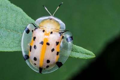 Close-up of insect on leaf