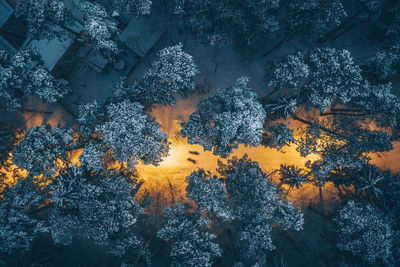 Directly above shot of trees in forest during winter