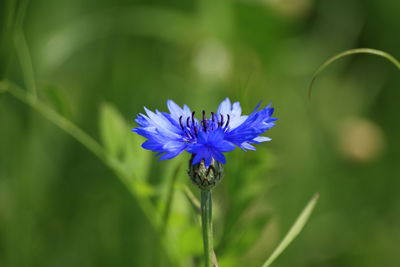 Close-up of purple flower blooming outdoors