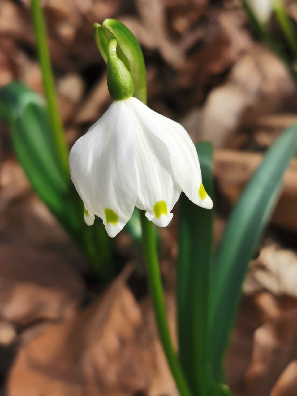 CLOSE-UP OF WHITE FLOWER