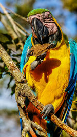 Close-up of a bird perching on branch