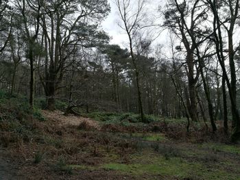 Trees in forest against sky