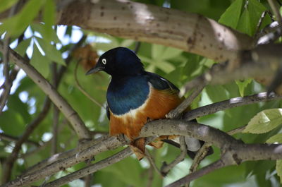 Close-up of bird perching on branch