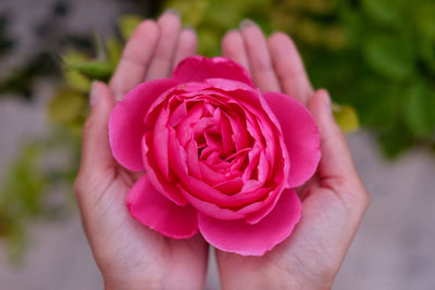 Close-up of hand holding pink rose