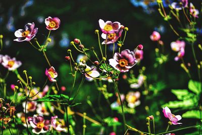 Close-up of pink flowering plants