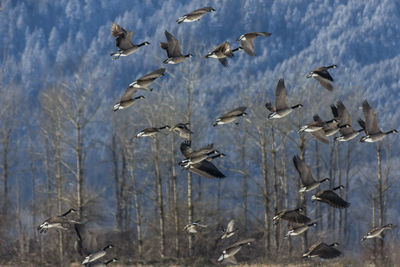 Birds flying in the sky