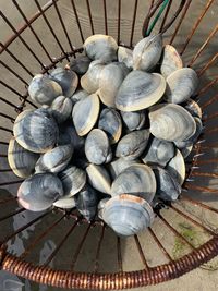 Bushel of quahogs at chatham, cape cod.