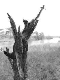 Close-up of dead tree on field against sky