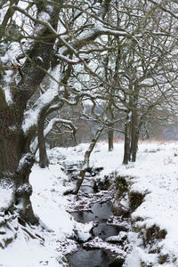 Trees in snow covered forest