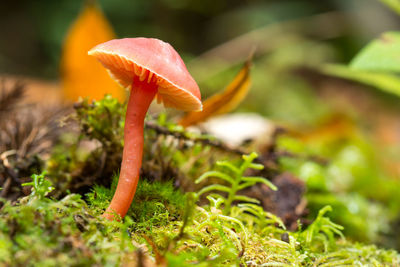 Close-up of mushroom growing on field