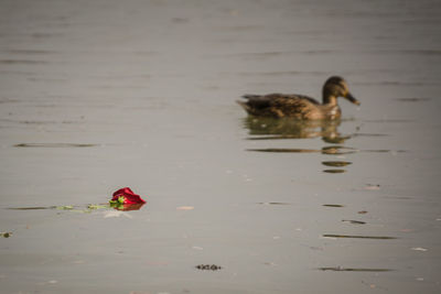 Duck swimming in lake