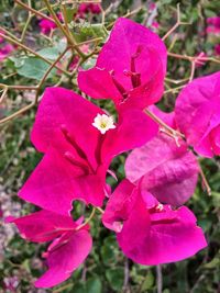 Close-up of pink flowers blooming outdoors