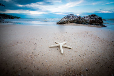 Driftwood on beach