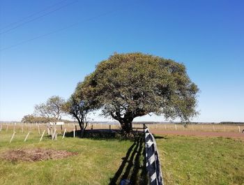 Trees on field against clear sky