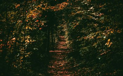 Trees in forest