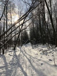 Bare trees on snow covered field