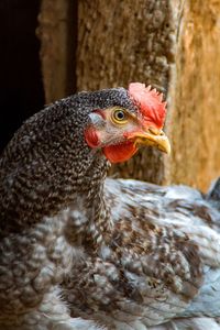 Close-up of a parrot
