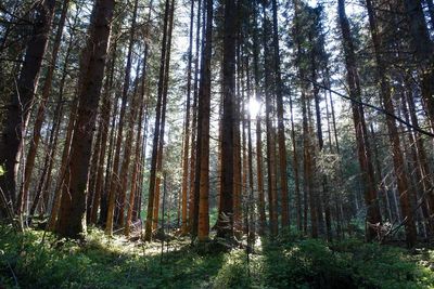 Trees in forest