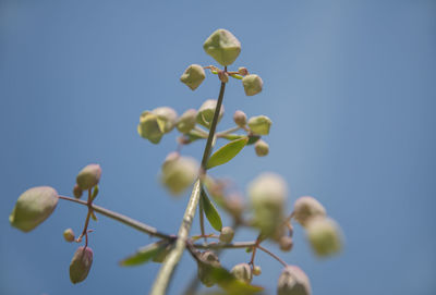 Succulent plant bryophyllum pinnatum.