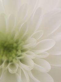 Extreme close up of flower