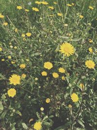 Close-up of yellow flowers blooming in field