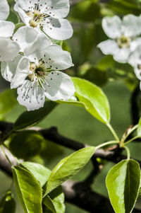 Close-up of white flowers blooming on tree