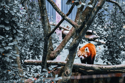 My favorite animal nex to te racoon is the red panda. he is such lovely and a heartwarming animal.