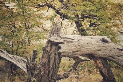 View of tree trunk in forest