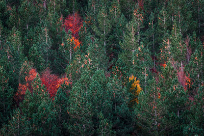 View of pine trees in forest during autumn