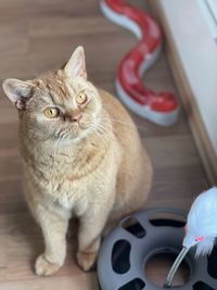 Close-up of cat sitting on floor