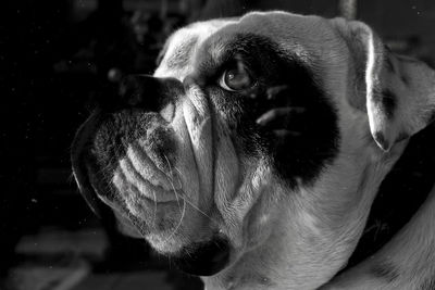 Close-up of dog looking away