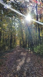 Low angle view of sun streaming through trees against sky