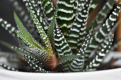 Close-up of wet succulent plant