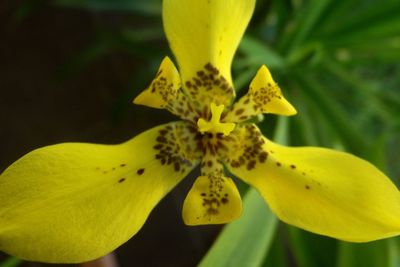 Close-up of yellow flower blooming outdoors