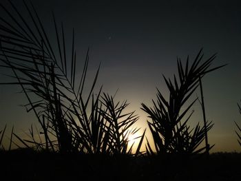 Silhouette plants growing on field against sky at night