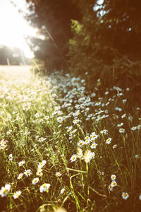 Close-up of plants growing in field