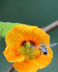 Close-up of bee on yellow flower