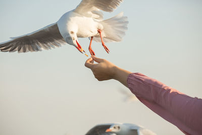 Low angle view of seagull flying against sky