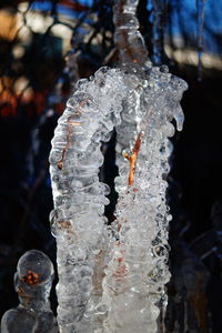 Close-up of spider web