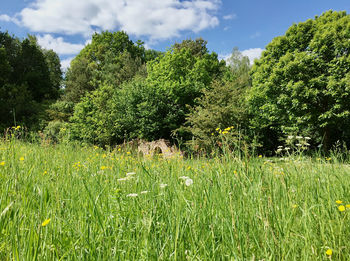 Scenic view of grassy field against sky