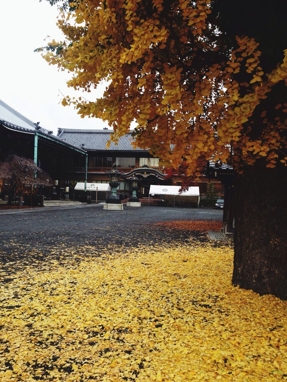 autumn, tree, yellow, season, built structure, transportation, architecture, change, building exterior, street, road, fallen, leaf, nature, outdoors, day, clear sky, growth, no people, dry