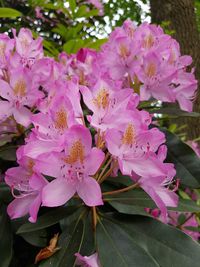 Close-up of pink flowers