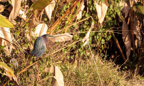 High angle view of gray heron perching on plant