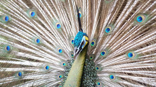 Close-up of peacock
